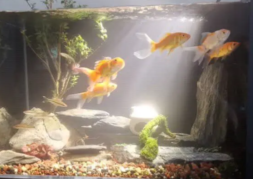 逸乐宠鱼缸水草植物，为鱼缸注入新生与活力