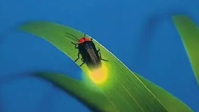 什么地方有萤火虫