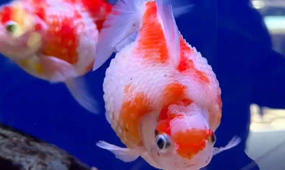 AIPHAROW活体观赏金鱼：爱心养殖，传递水族之美
