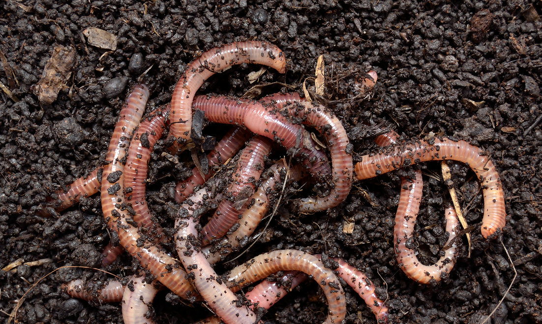 蚯蚓产卵是什么样子的