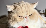 小猫多大才能用排毛膏