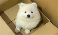 狗能喝豆浆吗有危害吗
