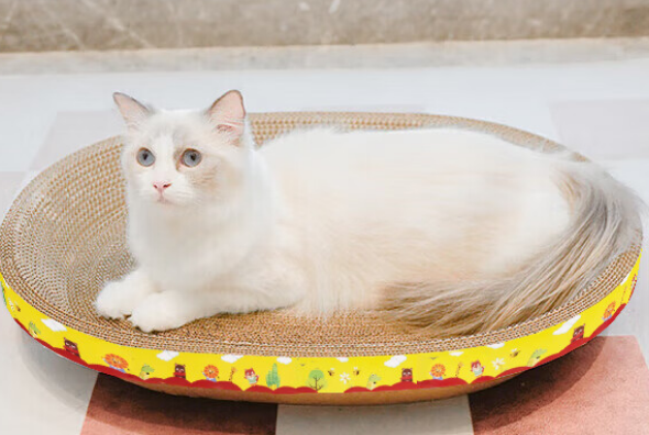 珍佑宠猫抓板，释放猫咪天性