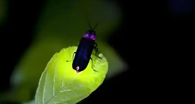 瓢虫是萤火虫吗 瓢虫是萤火虫吗