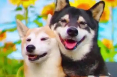狗突然尿血吃什么消炎药
