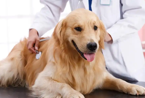 犬尿血的原因和治疗 犬尿血的原因和治疗