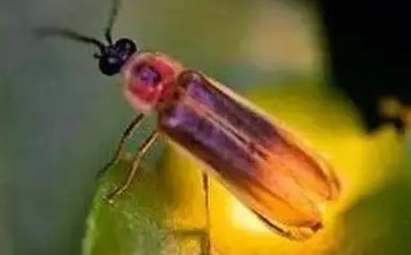 你见过萤火虫吗 你见过萤火虫吗