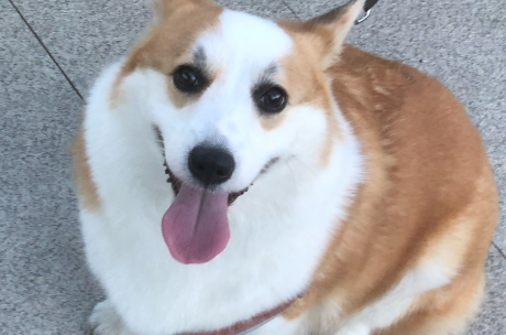 狗狗吐黄水吃什么药 狗狗吐黄水吃什么药