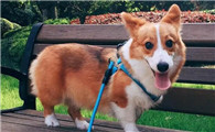 柯基犬尾巴什么样子