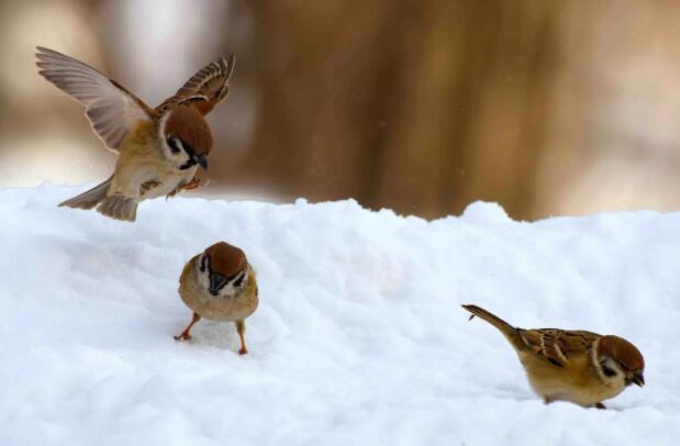麻雀的天敌是什么