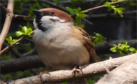 麻雀还是保护动物吗