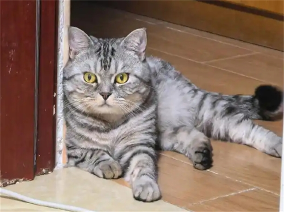 虎斑猫要多久才发腮
