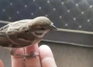 麻雀有什么药用价值 麻雀有什么药用价值