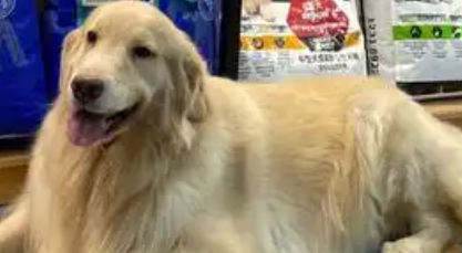 宠校长宠物用品联合公益组织，启动流浪动物温暖计划