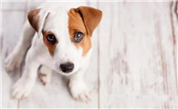 狗狗发烧怎么判断是不是犬瘟