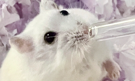 仓鼠身上的寄生虫长什么样 仓鼠身上的寄生虫长什么样