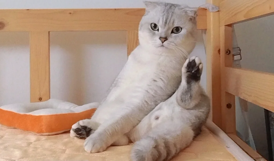 折耳猫为什么喜欢坐着 折耳猫为什么喜欢坐着