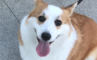 狗翻肠子的症状有哪些