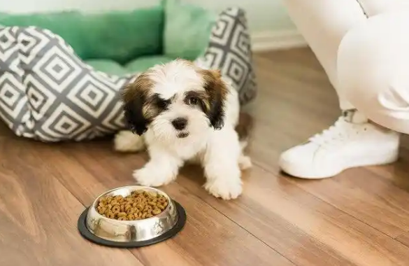 一个多月的幼犬吃啥