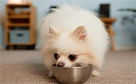 狗狗忌口的食物一览表