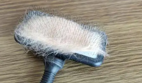 贝思奈猫梳子上的毛怎么拿下来 贝思奈猫梳子上的毛怎么拿下来