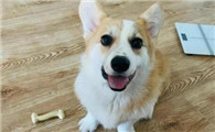 幼犬肠胃炎用什么药
