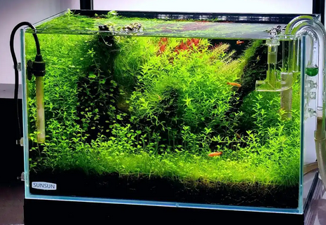 Natural Color生态缸怎么保持水质清澈