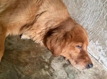 金毛生产前最明显表现