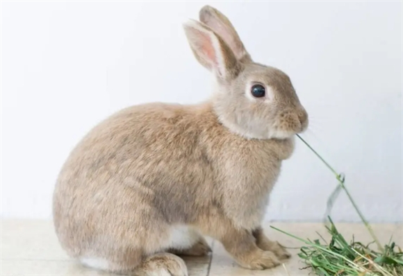 兔子没奶可以代替奶粉吗 兔子没奶可以代替奶粉吗