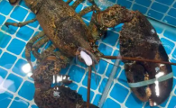 波龙虾蒸多久