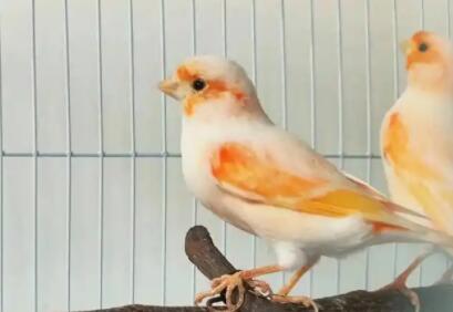 玉鸟用什么笼子养最好