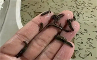 牛虻和水蛭在一起有什么功效