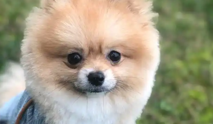 博美几个月开始变漂亮