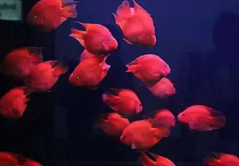 血鹦鹉怎么养才不会咬