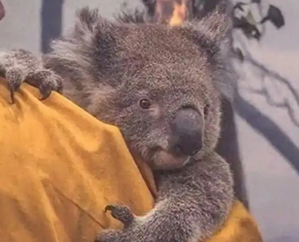 澳大利亚 750 只考拉遭直升机射杀，动物保护组织愤怒谴责