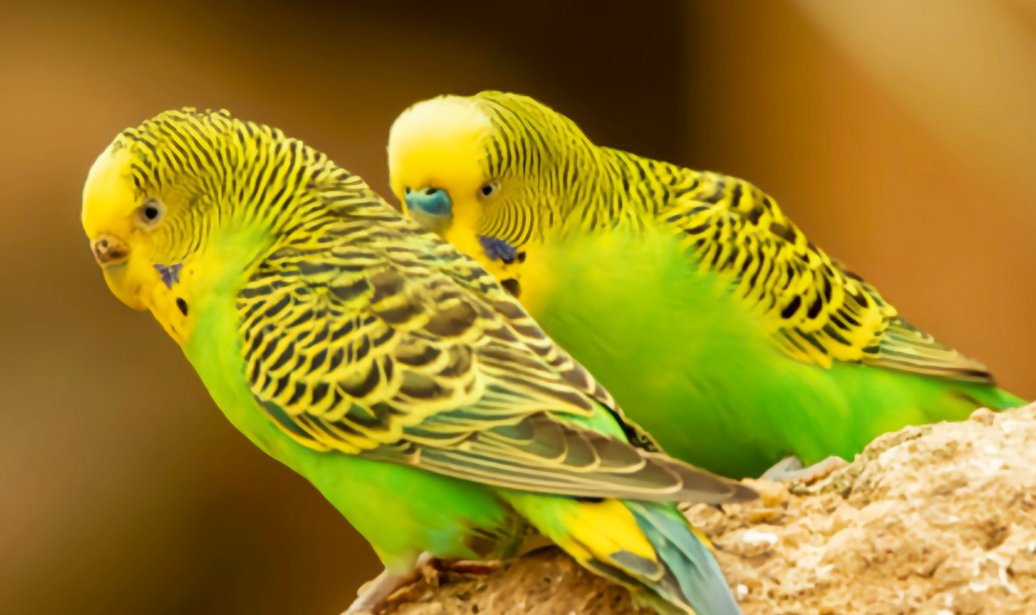 虎皮鹦鹉冬天需要保暖吗 虎皮鹦鹉冬天需要保暖吗