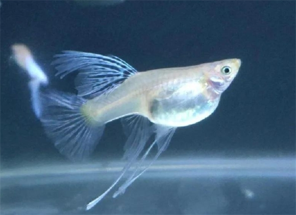饲料碾碎可以喂孔雀鱼苗吗