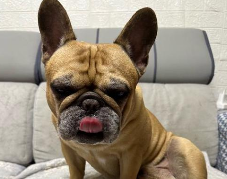 法斗腿突然瘸了不落地