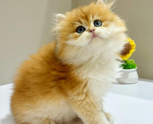 猫能喝豆浆吗为什么 猫能喝豆浆吗为什么