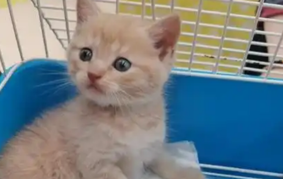 日本Carelogy推出养宠App——CatsMe 帮主人时刻关注猫咪状态 日本Carelogy推出养宠App——CatsMe 帮主人时刻关注猫咪状态