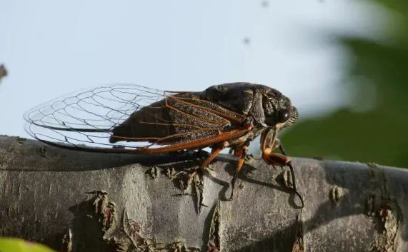 蝉是怎么生活的