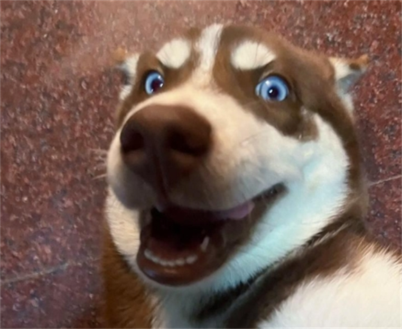 养哈士奇之前需要准备什么东西 养哈士奇之前需要准备什么东西