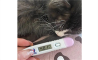 猫咪发烧可以自愈吗