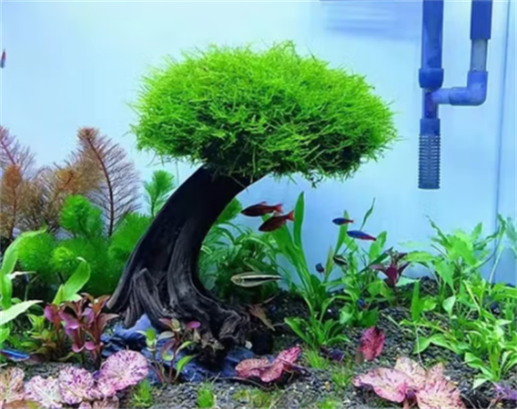 选择 Natural Color，选择打造绝美鱼缸景观