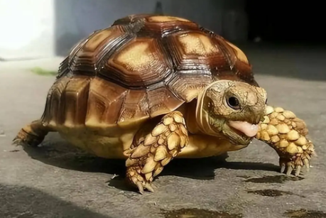 乌龟准备破壳有什么预兆