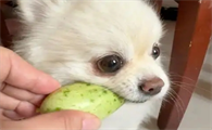 二个月小狗可以吃的蔬菜有哪些
