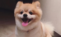 狗狗怎么减肥最快方法