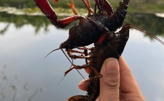昆明钓龙虾免费的地方