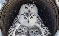 猫头鹰怎么过冬