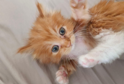 绝育的猫咪突然乱尿怎么回事 绝育的猫咪突然乱尿怎么回事